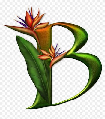 Special Letters, Bird Of Paradise, Alphabet Letters, - حروف انجليزية مزخرفة واشكال
