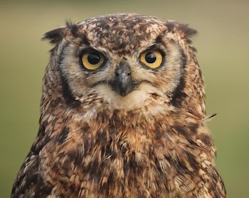 speckled_eagle_owl.jpg