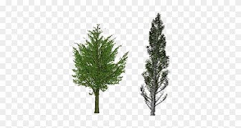 Spectrum Extracted From The Lopex Dataset - Populus Nigra Italica Png