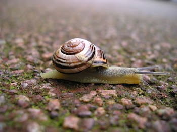 speedsnailorig.JPG