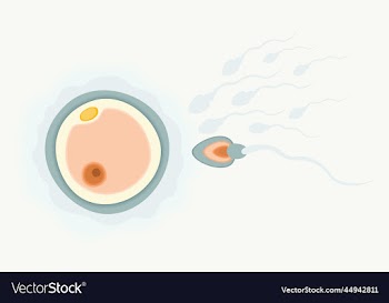 sperm running to egg human fertility concept