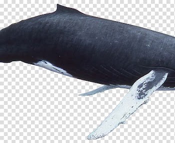 Sperm whale Killer whale Humpback whale Fin whale, whale watercolor transparent background PNG clipart