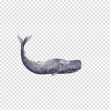 Sperm whale Tristin Lowe Painting Illustration, whale transparent background PNG clipart