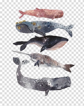 Sperm whale Watercolor painting Drawing Illustration, whale transparent background PNG clipart