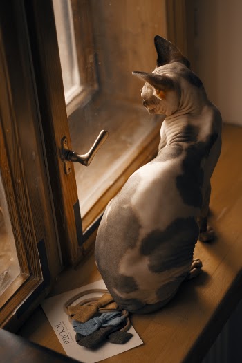Sphinx Cat by Glass Window