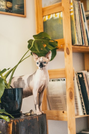Sphynx cat