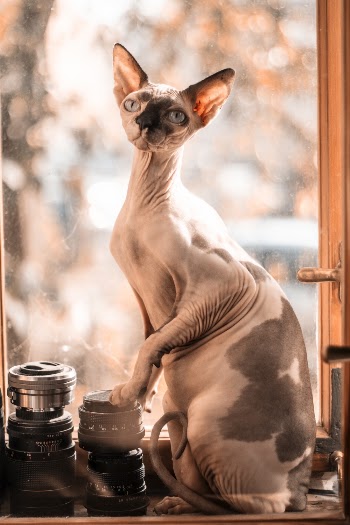 Sphynx Cat