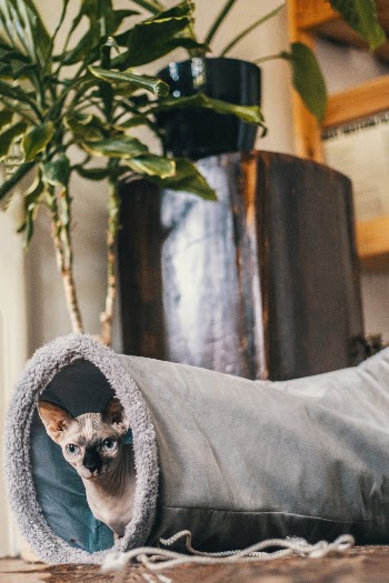 Sphynx Cat