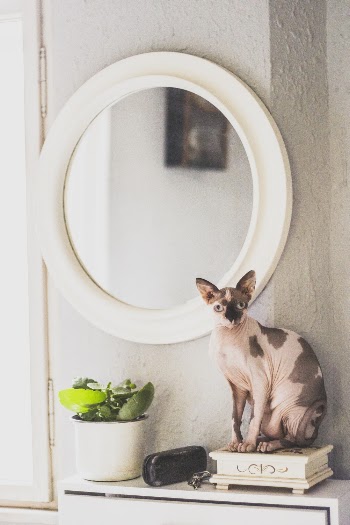 Sphynx Cat Beside Mirror