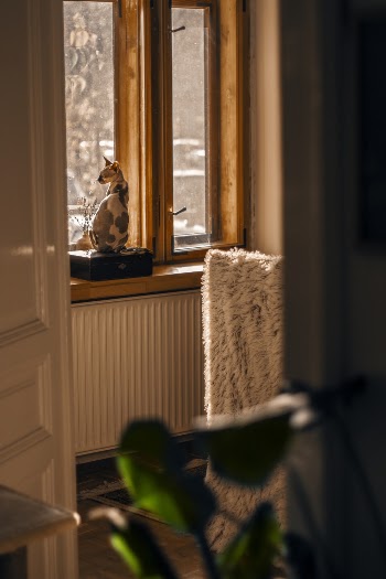 Sphynx Cat by Glass Window