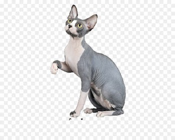Sphynx Cat, Donskoy, Devon Rex, Cat, Mammal PNG