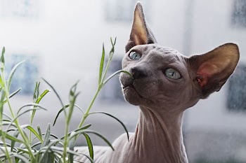 sphynx cat in front of plant