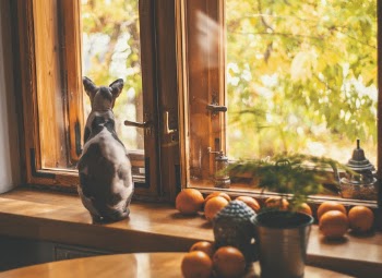 Sphynx Cat Looking Out the Window
