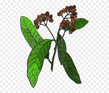 Spice, Tree, Biology, Botany, Branch, Nature - Allspice Clipart