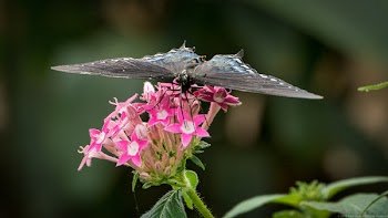 Spicebush Butterfly On Pink Flower
