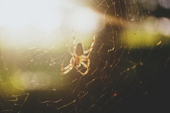Spider
