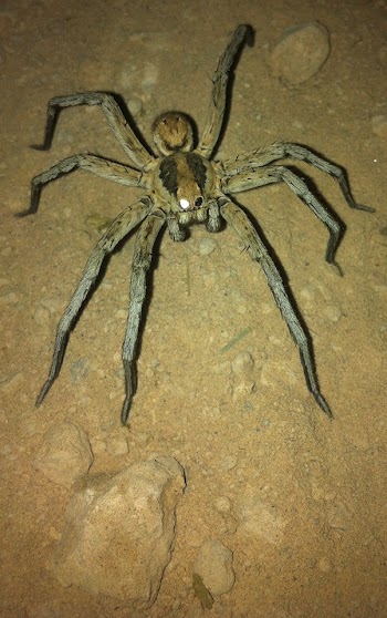 spider