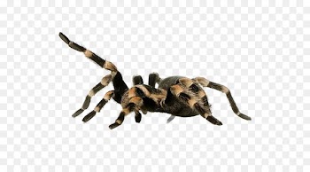 Spider Aphonopelma chalcodes Brachypelma vagans Harpactira Tarantulas/Tarantulas - Plush spider 