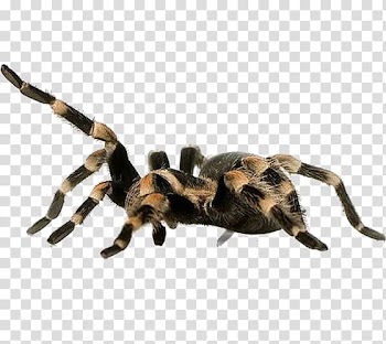 Spider Aphonopelma chalcodes Brachypelma vagans Harpactira Tarantulas/Tarantulas, Plush spider transparent background PNG clipart