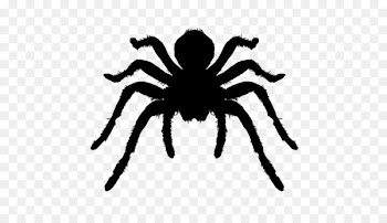 Spider Brazilian whiteknee tarantula Arthropod Icon - Spider Silhouette 