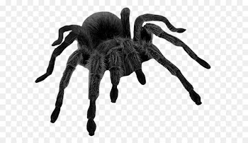 Spider Brown widow Clip art - spider 