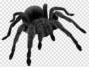 Spider Brown widow , spider transparent background PNG clipart