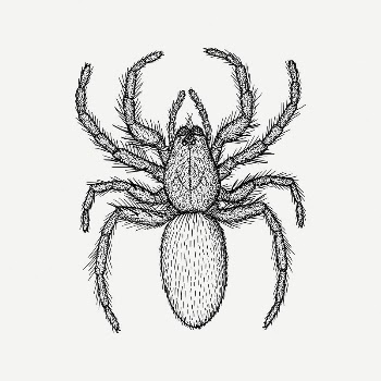 Spider clipart, vintage animal illustration | Free PSD Illustration - rawpixel
