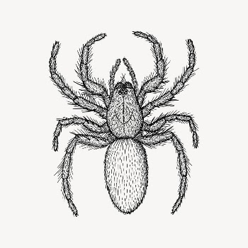 Spider drawing, vintage animal illustration | Free Vector Illustration - rawpixel