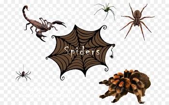 Spider Eight Legs Scorpion Tegenaria domestica Insect - spider 