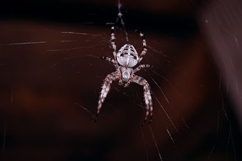 Spider Hanging On Spider Web