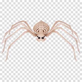 Spider Human skeleton Bone Skull, spider transparent background PNG clipart