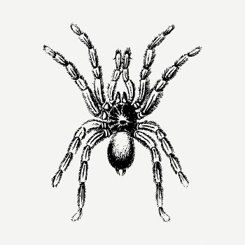Spider insect clipart illustration psd. | Free PSD - rawpixel