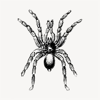 Spider insect illustration clipart vector. | Free Vector - rawpixel