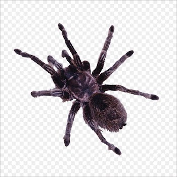 Spider Insect Minibeast - spider 
