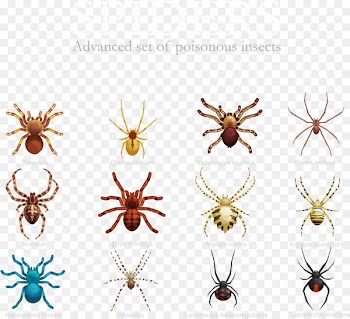 Spider Insect Stock illustration - Vector variety of spiders 