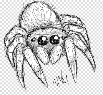 Spider Line art Drawing Sketch, spider transparent background PNG clipart