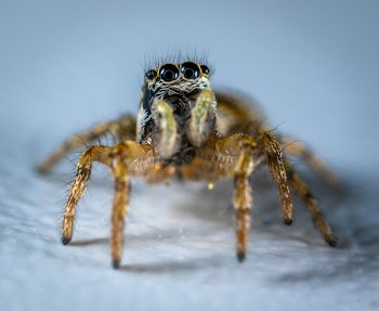 Spider Macro Photography