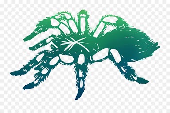 Spider-Man The tarantula Coloring book -  