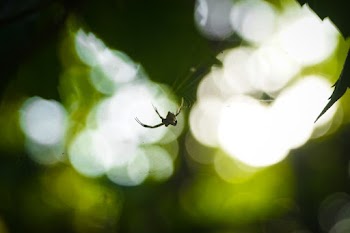 Spider On A Web