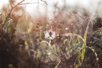 Spider on its web