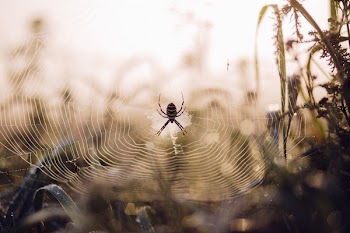 Spider on its web 2
