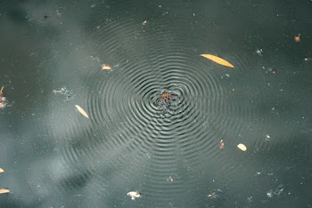 Spider On Water