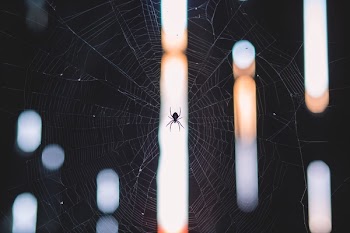          Spider on Web Free Photo     