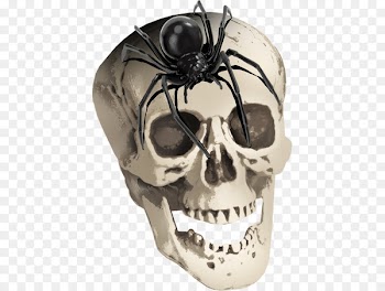 Spider Skull Skeleton ForgetMeNot - Horror skull and spider 