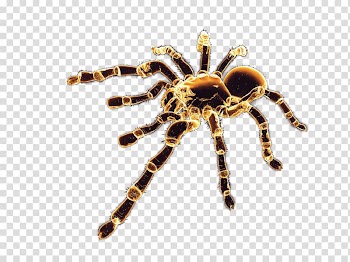 Spider , spider transparent background PNG clipart