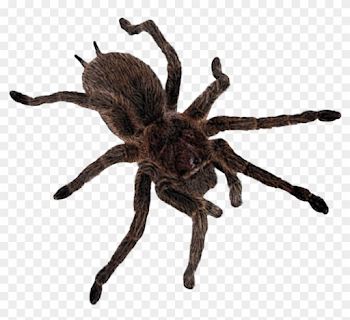spider #spiderweb #creepy #cute #tarantula #goth - Tarantula, HD ...