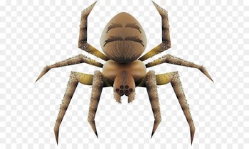 Spider Tarantula Euclidean vector - Scary Brown spiders 