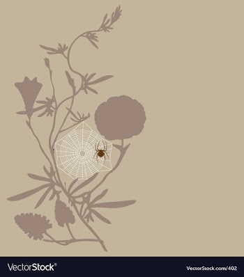 Spider vector image