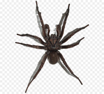 Spider Wallpaper - Spider Png Image 
