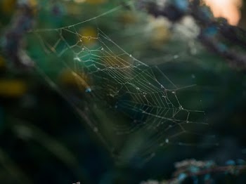 Spider Web